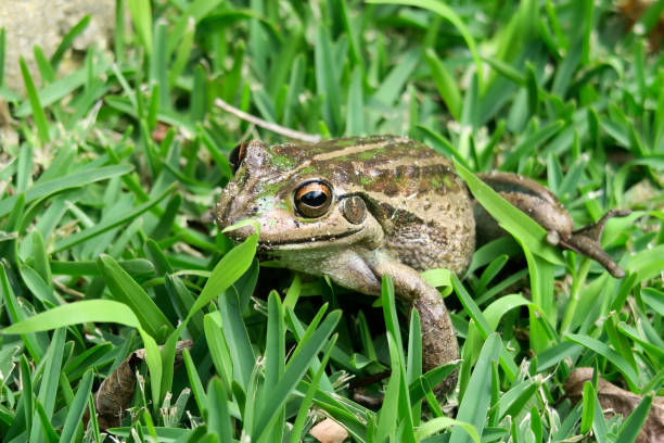 Australian motorbike frog stock photo