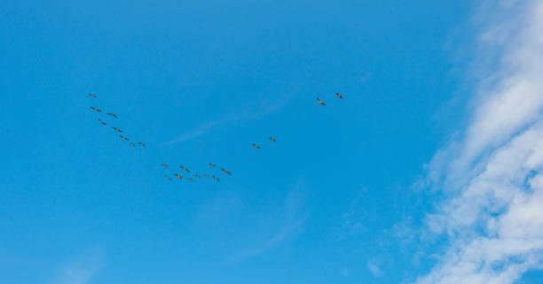 istock Geese flying in a blue cloudy sky in sunlight in summer 848216104