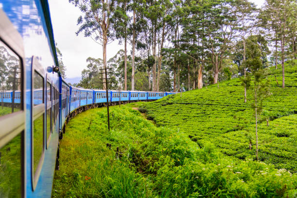 Tea plantation in Nuwara Eliya district, Sri Lanka A train goes through tea plantation in Nuwara Eliya district, Sri Lanka. Tea production is one of the main sources of foreign exchange for Sri Lanka (formerly called Ceylon) lanka stock pictures, royalty-free photos & images