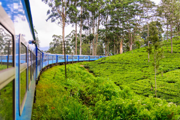 plantação de chá no distrito de nuwara eliya, sri lanka - lanka - fotografias e filmes do acervo