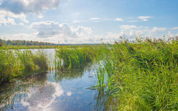 istock Lake shoreline in sunlight in summer 848216900