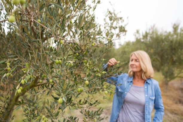 istock Woman harvesting olives from tree 848219778