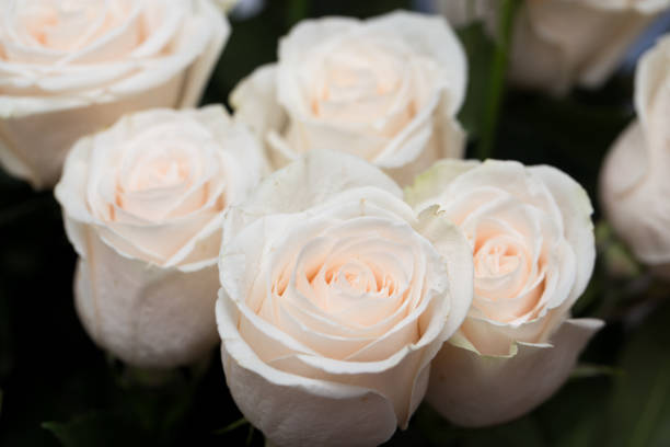 istock beautiful background of roses 848230208