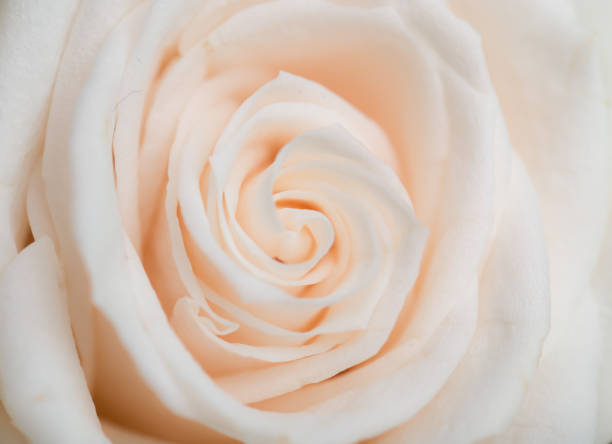 istock beautiful background of roses 848230384