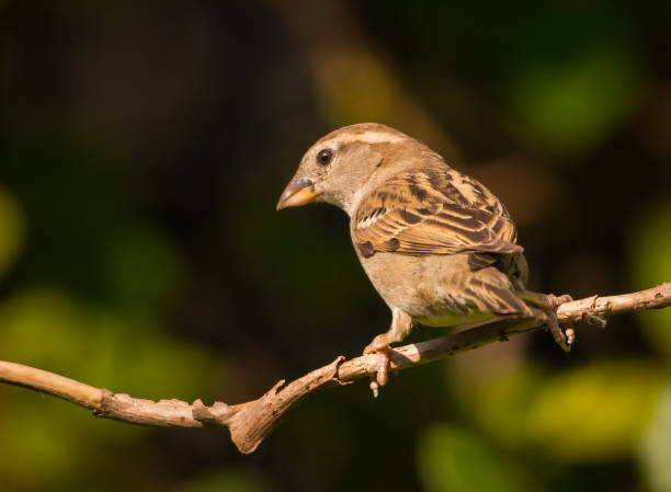 istock house sparrow sitting on a branch 848230554
