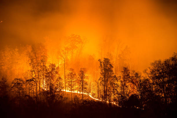 Burning wildfire line stock photo