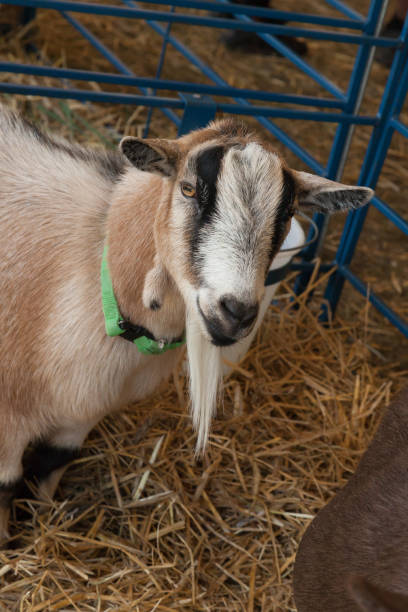 istock Goat at farm fair 848235738