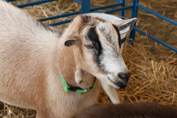 istock Goat at farm fair 848235774