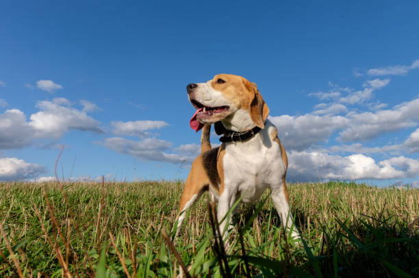 istock Portrait of Beagle dog against white clouds 848244442