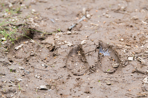 Moose tracks in mud. Shallow depth of field, focus is on closest edge of the right track. Bits of leaves, grass, rock, etc also in the mud. Low angle view. Room for text at top.