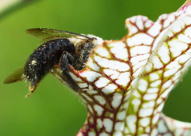 Bumblebee full of nectar entering a white topped pitcher plant