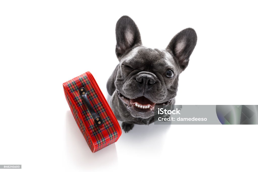 dog on vacation with luggage french bulldog dog looking up to owner waiting or sitting patient to go for vacation holidays with bag or luggage Dog Stock Photo
