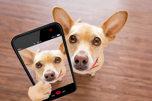 istock close up curious dog looks up selfie 848245722
