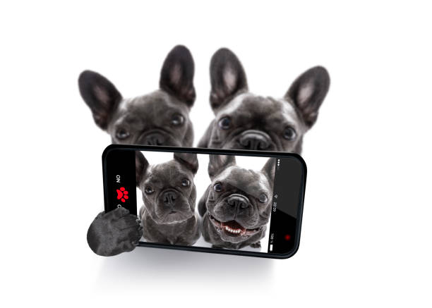 couple de chiens selfie - valentines day friendship puppy small photos et images de collection