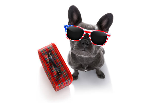 istock dog on vacation with luggage 848247966