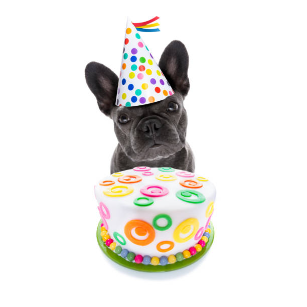 с днем рождения собака и торт - happy birthday french bulldog стоковые фото и изображения