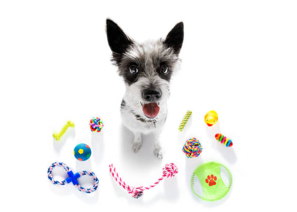 istock dog with pet toys 848248302