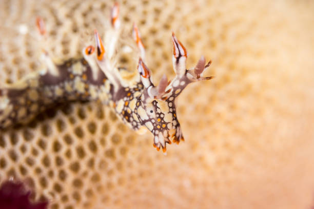 Bornella anguilla, Nudibranch, Sea Slug on the coral reef