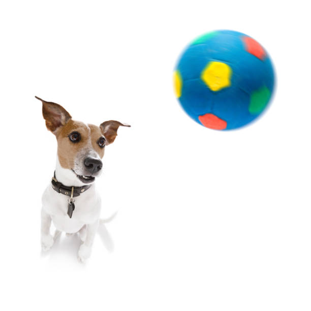 istock soccer jack russell  dog 848248662