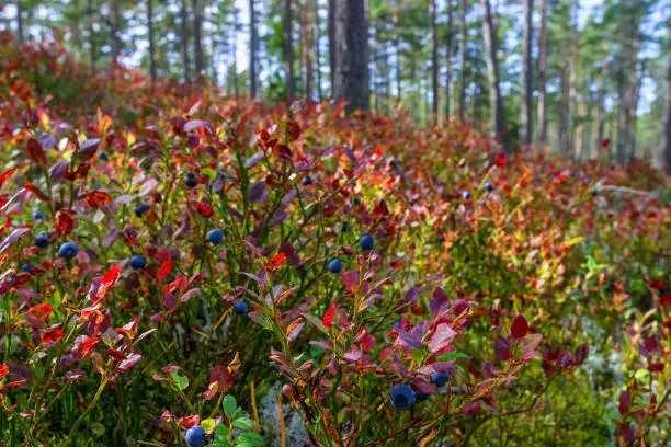 Photo of Ripe blueberries in the woodland at autumn