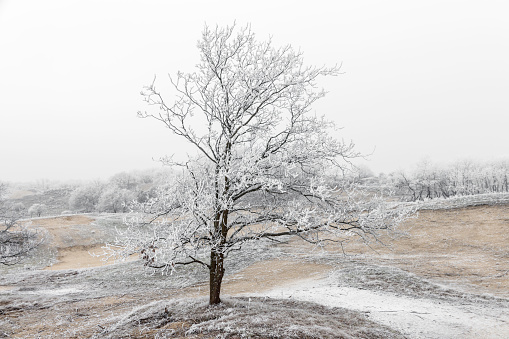 Tree with soft rime against a cloudy and misty background photographed in the Amsterdamsche Waterleiding Dunes in the Netherlands