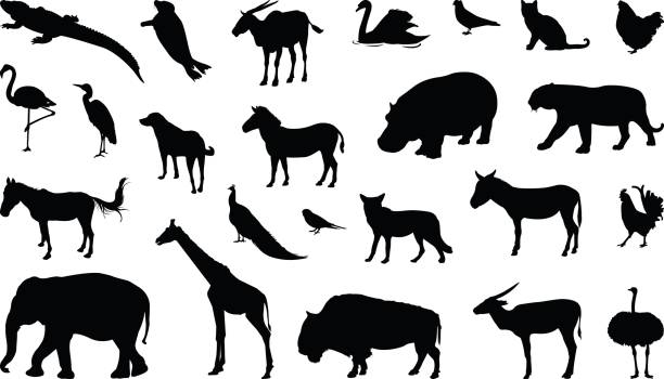 illustrations, cliparts, dessins animés et icônes de divers animaux silhouette - animal vertébré