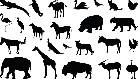 Various Animals Silhouette Stock Illustration - Download Image Now - Animal,  In Silhouette, Vector - iStock
