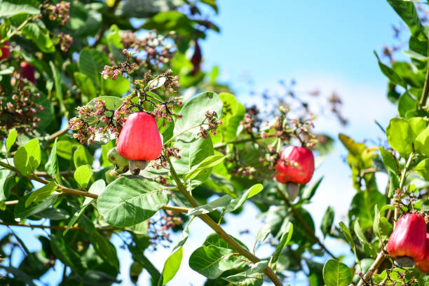 Cashew nuts fruits on tree, cashew farm