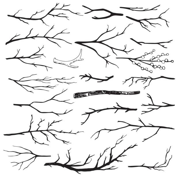 набор нарисованных вручную деревянных ветвей - deciduous tree tree trunk nature the natural world stock illustrations