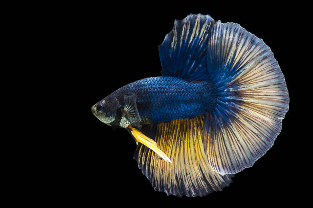 istock Thai Fighters Fish Long tail, white, blue, Yellow  Swimming looks daunting and aggressive. On black isolated background 848267708