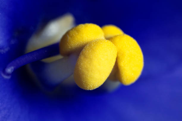 The stamen of an African violet flower (Saintpaulia ionantha) under the microscope.