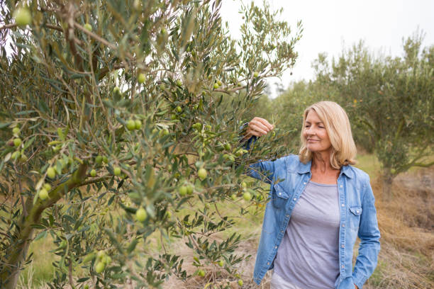 istock Female farmer checking a tree of olives 848268758