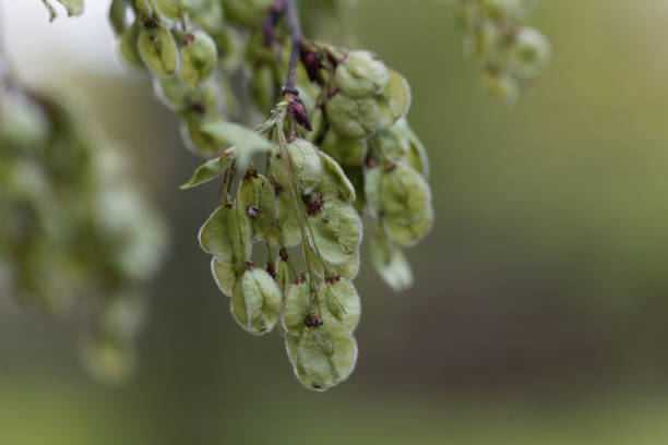 Spring background with fresh green leaves.