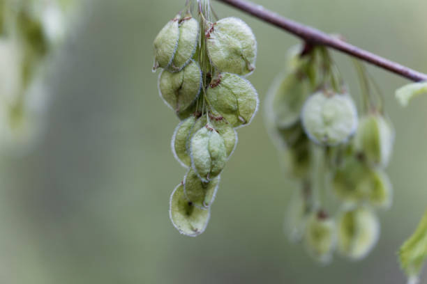 Immature fruits of a European white elm (Ulmus laevis)