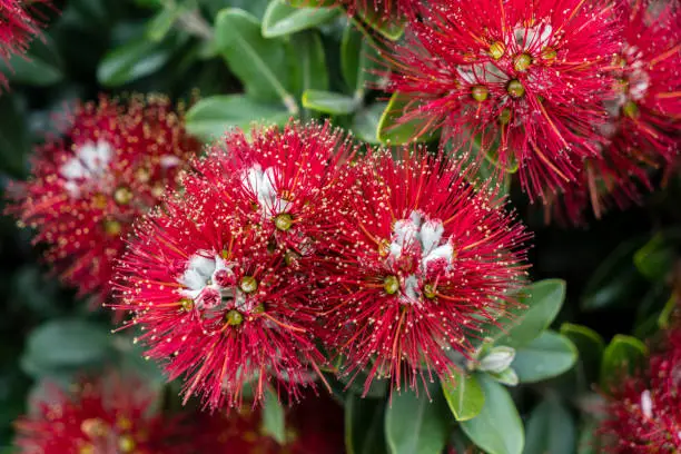 Photo of New Zealand pohutukawa