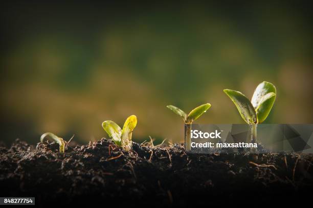 Junge Pflanze Wächst Stockfoto und mehr Bilder von Wachstum - Wachstum, Planung, Landwirtschaft