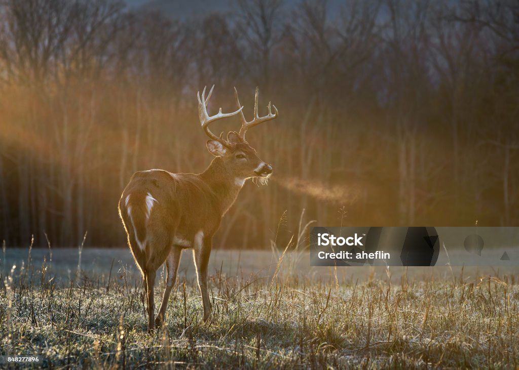 Buck standing in sunshine - Royalty-free Veado Foto de stock