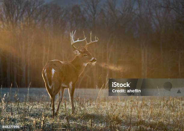Buck Standing In Sunshine - Fotografias de stock e mais imagens de Veado - Veado, Animais caçando, Inverno