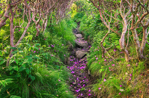 Fallen rhododendron petals line the Appalachian trail in Tennesee's Roan Mountain State Park.