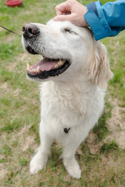 istock Smiling dog sits on grass with hand 848283022