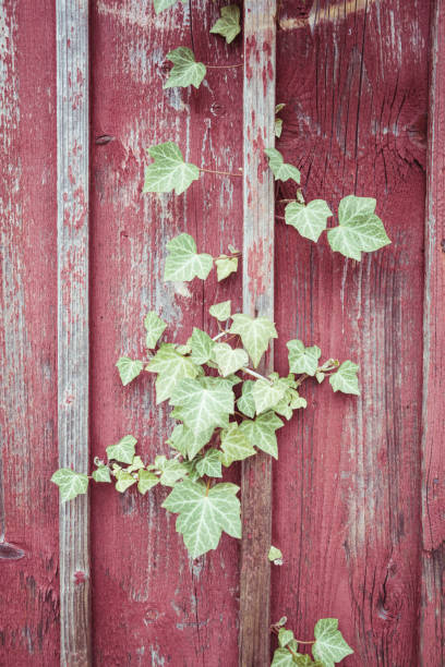 istock plant leaf on a wooden wall 848283264