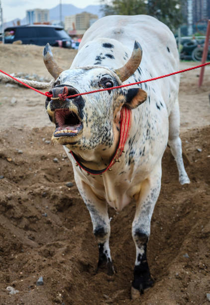 istock Bull fighting in Fujairah 848284142