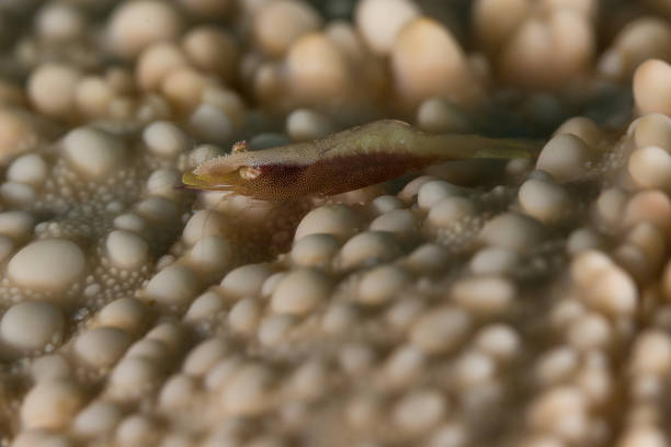 istock Emperor Shrimp on the Pin-cushion sea star 848284242