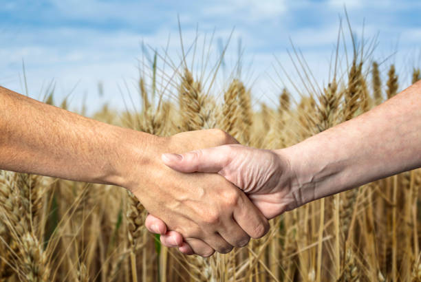 Farmers handshake over the wheat crop stock photo