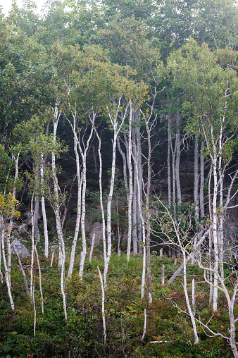 Stand of paper birches at Sand Beach in Acadia National Park