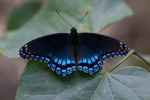 Black and blue butterfly on a leaf