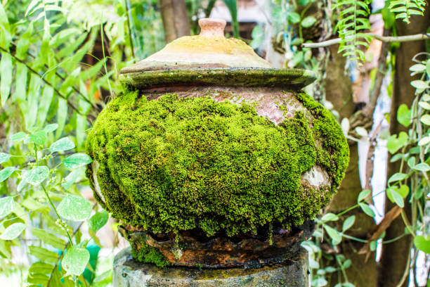Water jar Moss up around Green is natural