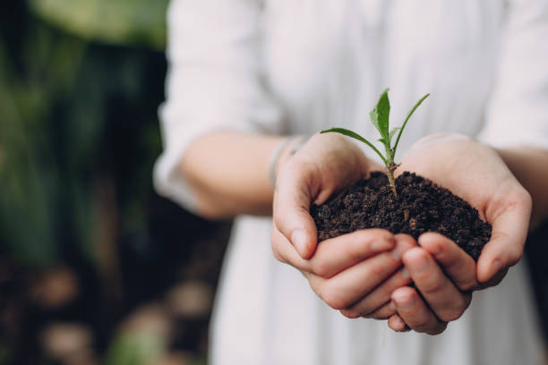 istock Woman holding seedling in cupped hands 848291260