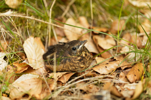 Young Blackbird (Turdus merula) A young Blackbird (Turdus merula) after leaving the nest. fledging stock pictures, royalty-free photos & images