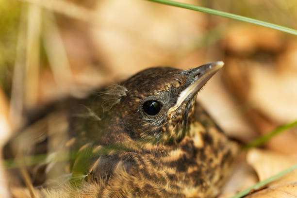 Young Blackbird (Turdus merula) A young Blackbird (Turdus merula) after leaving the nest. fledging stock pictures, royalty-free photos & images